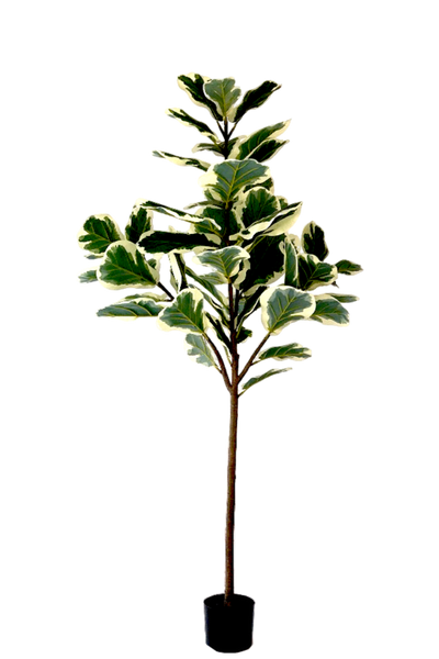 Kunstplant Ficus Lyrata Deluxe 160cm by NeverLeafs