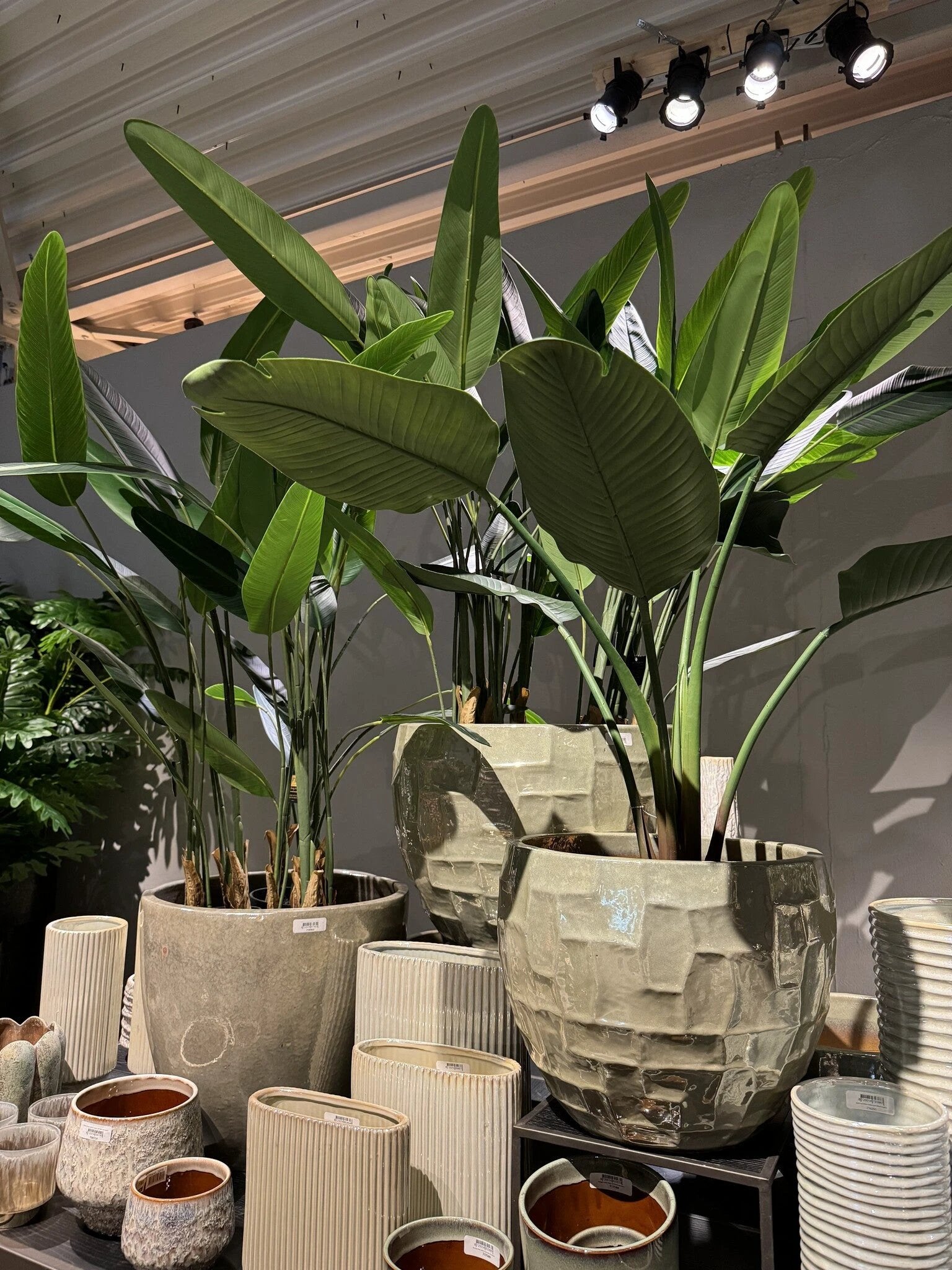 Kunstplant Groen Strelitzia L by PTMD