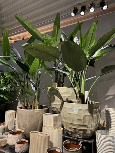 Kunstplant Groen Strelitzia L by PTMD