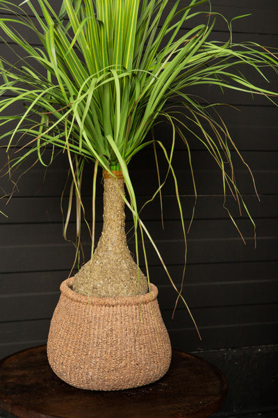Groene Sprieten Kunstplant op kokospalmstam M by PTMD