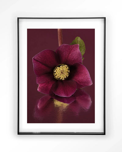 Moderne kunstprint van de kerstroos met zwart acryl lijst, door Urban Cotton, geschikt als wanddecoratie en artprint.