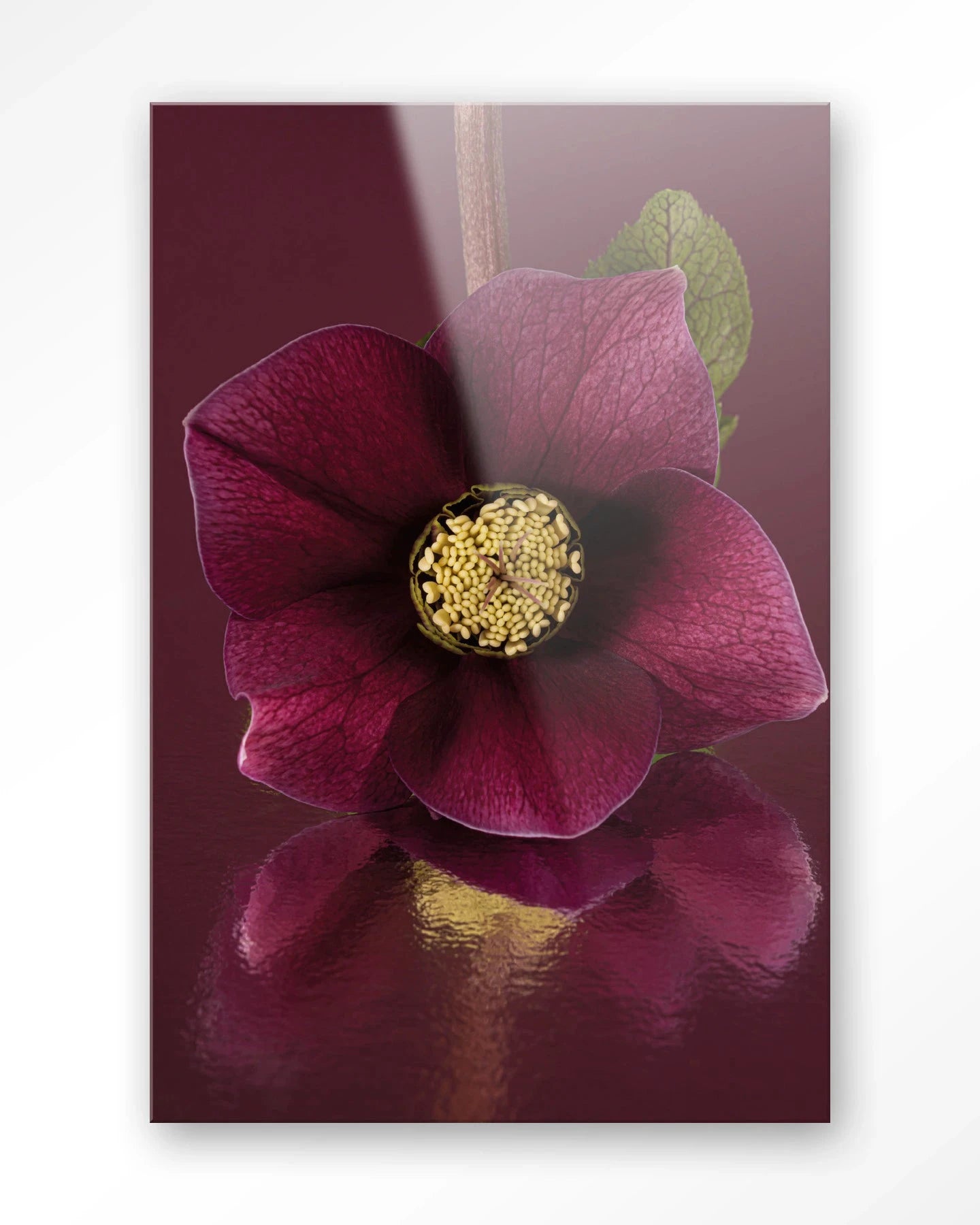 Moderne kunstprint van de kerstroos door Urban Cotton, glasart en wandkleed met elegante bloemenprint voor muurdecoratie