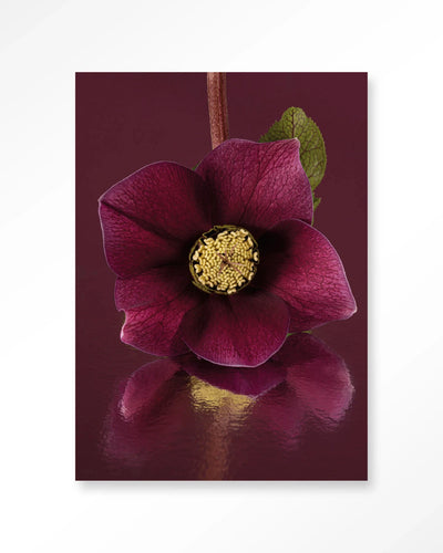 Moderne Urban Cotton kunstprint van de Kerstroos, glas art en wandkleed met elegante bloemdecoratie voor in huis.