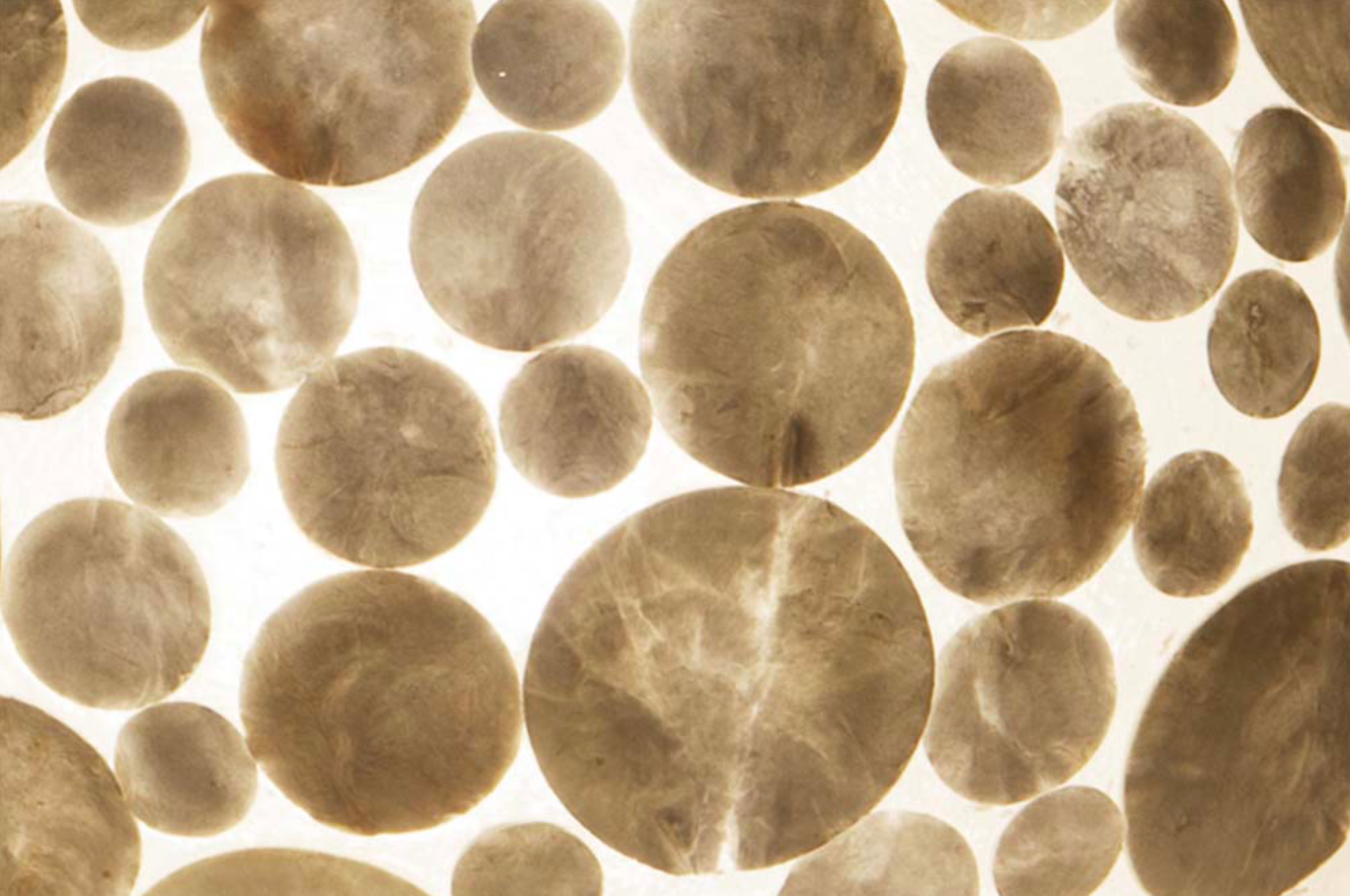 Tafellamp Coin White Ball in twee maten - depauwwonen