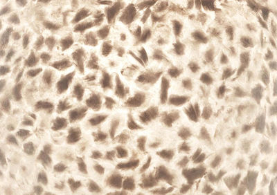 Hanglamp Wangi White Bell in twee maten by VillaFlor